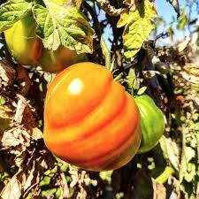 Afbeeldingsresultaat voor butter and bull heart tomato