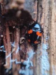 Attēlu rezultāti vaicājumam “Scaphidium quadrimaculatum”