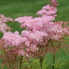 Attēlu rezultāti vaicājumam “Zygaena filipendulae exuvia”