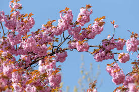 Attēlu rezultāti vaicājumam “Prunus (sakura)”