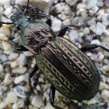 Attēlu rezultāti vaicājumam “Carabus cancellatus”