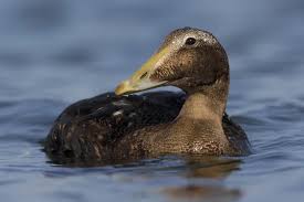 Attēlu rezultāti vaicājumam “Somateria mollissima juvenile”