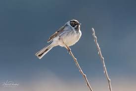 Attēlu rezultāti vaicājumam “Emberiza schoeniclus eggs”