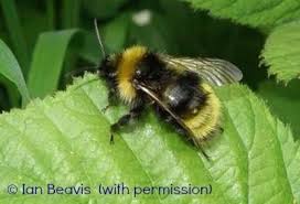 Attēlu rezultāti vaicājumam “Psithyrus sylvestris”