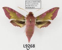 Attēlu rezultāti vaicājumam “Deilephila porcellus”