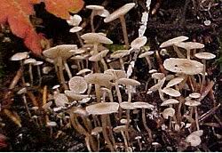 Attēlu rezultāti vaicājumam “Collybia cirrhata”