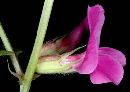 Attēlu rezultāti vaicājumam “Vicia angustifolia flower”
