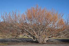 Attēlu rezultāti vaicājumam “Hamamelis vernalis”