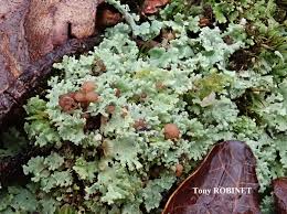 Attēlu rezultāti vaicājumam “Cladonia caespiticia”