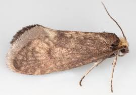 Attēlu rezultāti vaicājumam “Taleporia tubulosa”