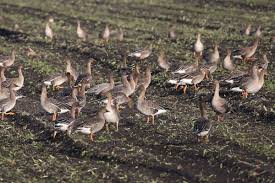 Attēlu rezultāti vaicājumam “Anser serrirostris”