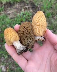 Attēlu rezultāti vaicājumam “Verpa bohemica”