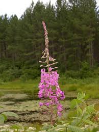 Attēlu rezultāti vaicājumam “Epilobium angustifolium bud”