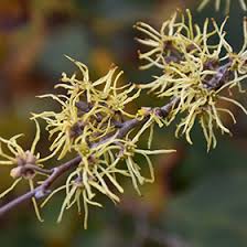 Attēlu rezultāti vaicājumam “Hamamelis virginiana flower”