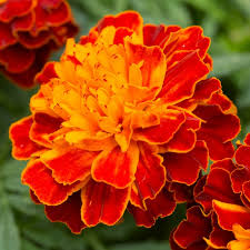 Attēlu rezultāti vaicājumam “Tagetes flower”