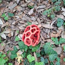 Attēlu rezultāti vaicājumam “Clathrus ruber”
