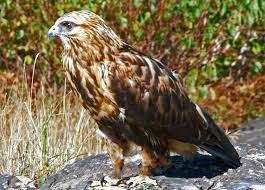 Image result for Buteo lagopus