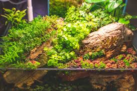 Image result for Lysimachia nummularia