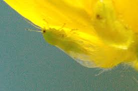 Attēlu rezultāti vaicājumam “Psylla alni”