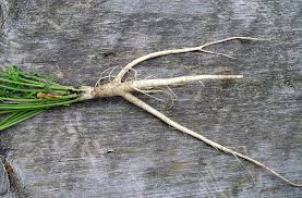 Image result for Daucus carota