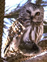 Attēlu rezultāti vaicājumam “Strigiformes”