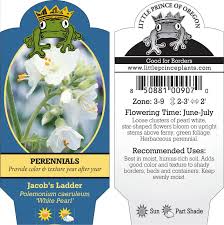 Attēlu rezultāti vaicājumam “Polemonium caeruleum flower”