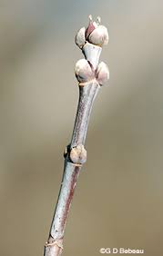 Attēlu rezultāti vaicājumam “Acer negundo bud”