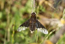 Attēlu rezultāti vaicājumam “Hemipenthes morio”