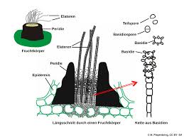 Attēlu rezultāti vaicājumam “Exobasidiales”