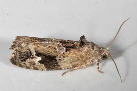 Attēlu rezultāti vaicājumam “Eudemis porphyrana”