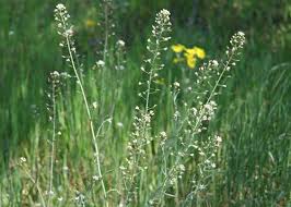 Attēlu rezultāti vaicājumam “Capsella bursa-pastoris flower”