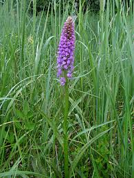 Attēlu rezultāti vaicājumam “Dactylorhiza majalis subsp. baltica”