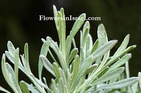 Attēlu rezultāti vaicājumam “Lavandula angustifolia leaf”