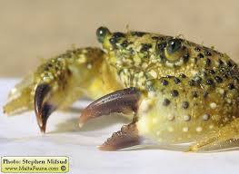 Image result for Eriphia verrucosa