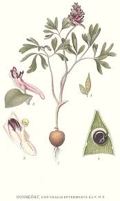 Attēlu rezultāti vaicājumam “Corydalis intermedia flower”