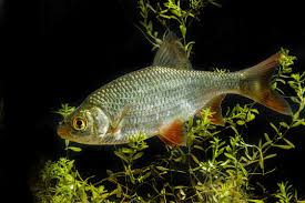 Image result for Rutilus rutilus