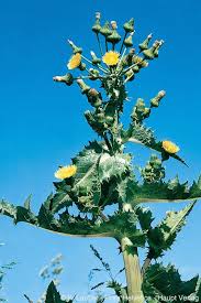 Attēlu rezultāti vaicājumam “Sonchus asper”