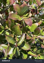 Attēlu rezultāti vaicājumam “Aronia melanocarpa leaf”