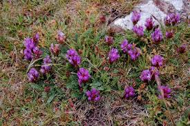 Attēlu rezultāti vaicājumam “Astragalus danicus flower”