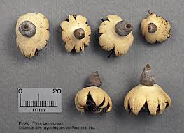 Attēlu rezultāti vaicājumam “Geastrum minimum”