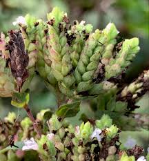 Attēlu rezultāti vaicājumam “Origanum vulgare bud”