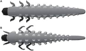 Attēlu rezultāti vaicājumam “Mellicta athalia larva”