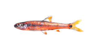 Image result for Cyprinus chilia