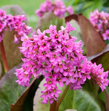 Image result for Bergenie