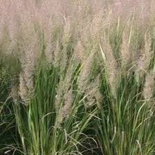 Attēlu rezultāti vaicājumam “Calamagrostis arundinacea”
