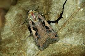 Attēlu rezultāti vaicājumam “Xestia c-nigrum”