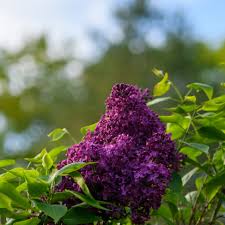 Attēlu rezultāti vaicājumam “Syringa vulgaris”