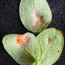 Attēlu rezultāti vaicājumam “Bayeriola thymicola”