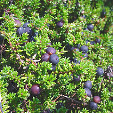 Attēlu rezultāti vaicājumam “Empetrum nigrum leaf”