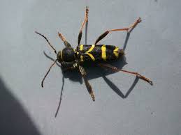 Attēlu rezultāti vaicājumam “Clytus arietis”